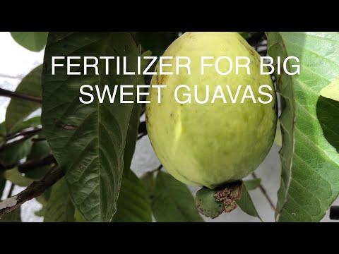 Video: Hrănirea copacilor de guava - Cum și când să fertilizați copacii de guava