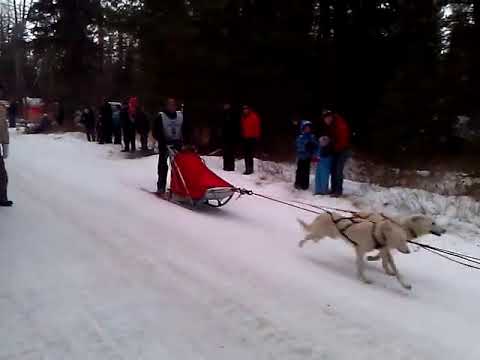 bulldog bluetooth speaker bim Dog sled in the winter