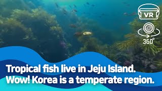 [360 VR] Tropical fish live in Jeju Island. Wow! Korea is a temperate region. screenshot 5