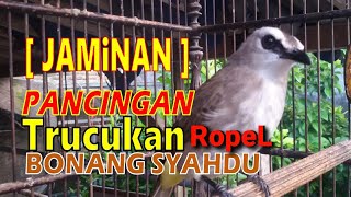 Trucukan bonang ASLI JERNIH❗ pancingan burung trucukan gacor | masteran Cucak Rowo ropel