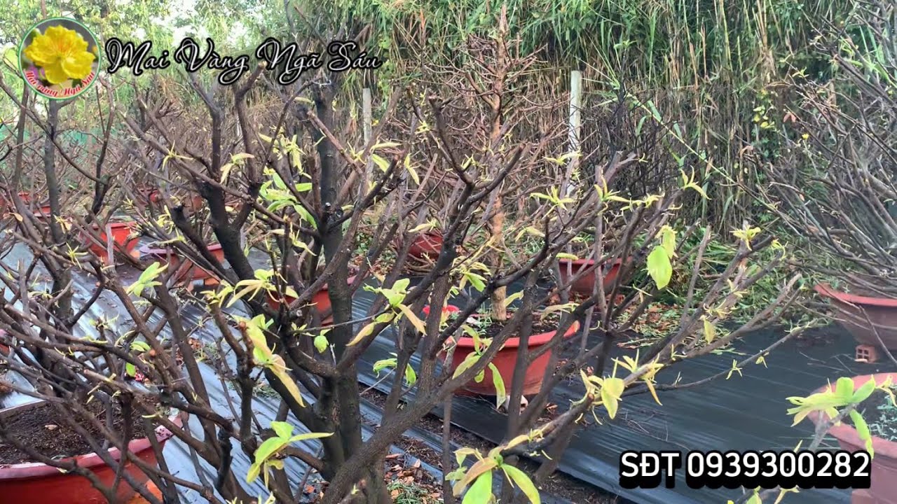 Dù phân thuốc gì cũng không được bỏ qua 02 loại thuốc này nếu muốn cây mai phát triển tốt