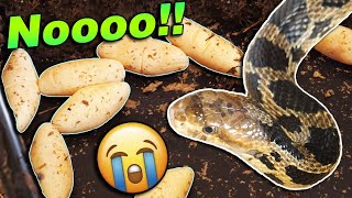 Our Fox Snake Laid Eggs!! But...