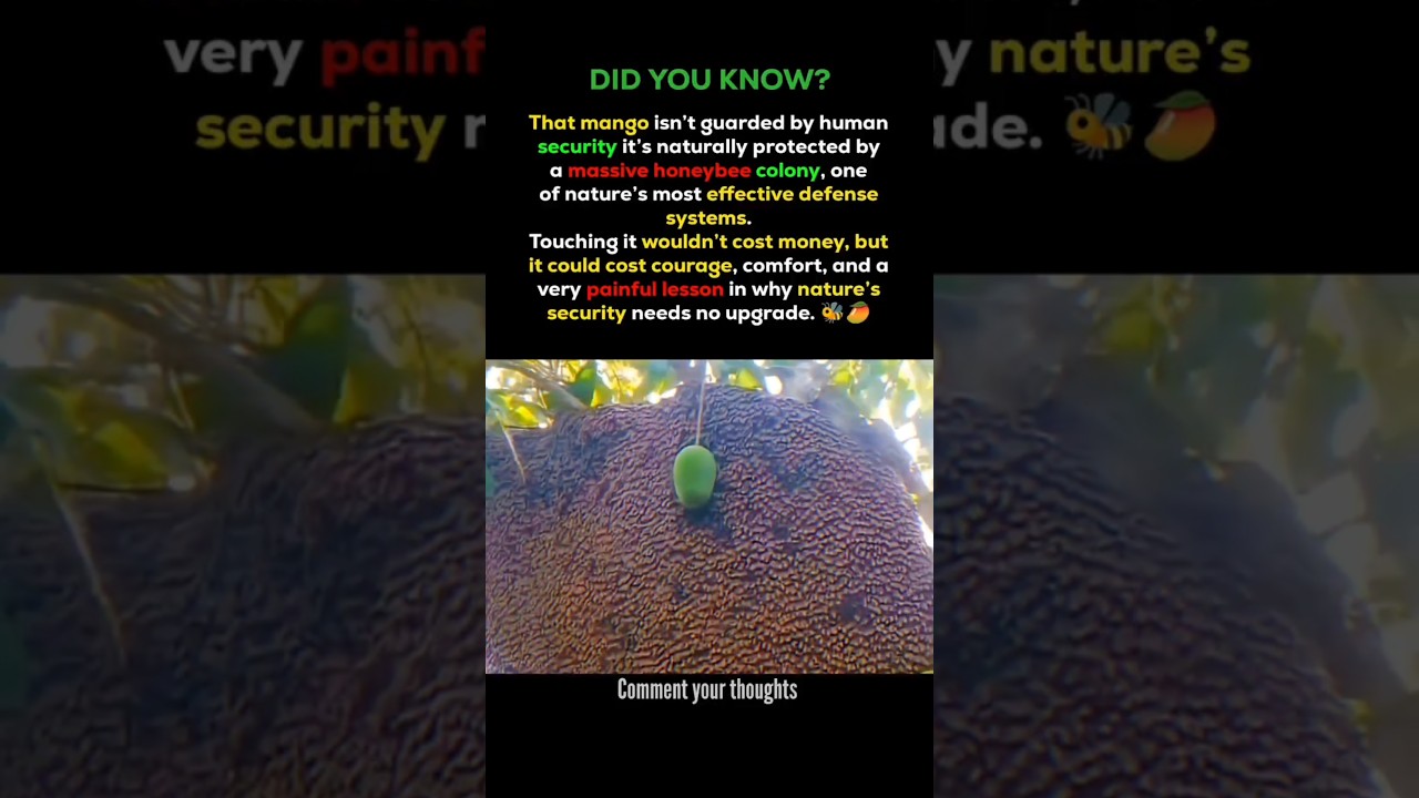 You Don’t Need a Lock When Nature Guards This Mango 🐝🍋