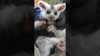 Gliding Through the Canopy: Meet the Southern Greater Glider #shorts