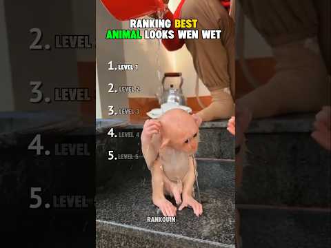 Ranking funniest Aura Laura animal looks when wet 😂 #shorts #animalslookswhenwet #aura