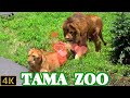 久しぶりに晴れたライオン園での「モルト」と「ニイナ」🦁💗🐱 多摩動物公園ライオン園ドキュメンタリー