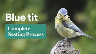 Blue Tit Nesting: The Complete Process screenshot 3