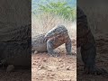Komodo Jantan