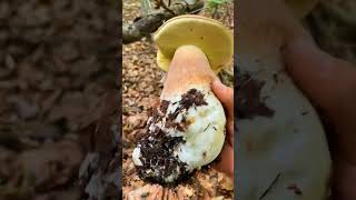 Beautiful mushrooms from Eastern Europe #funghi #porcini #boletus #grzyby #гриби