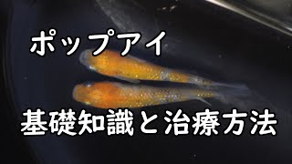 メダカ飼育 ポップアイってどんな病気 基礎知識と治療方法 Youtube