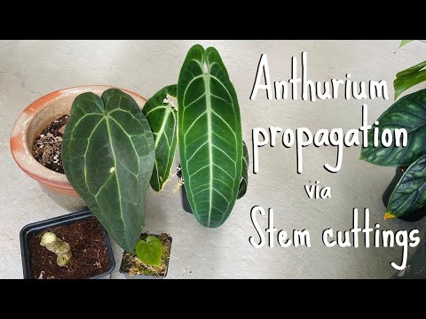 Video: How To Propagate Anthurium