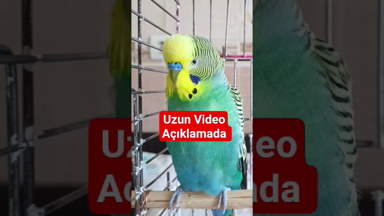 Kuşunu Konuştur: Muhabbet Kuşunu Konuşturmak İçin 10 Dakika Dinlet!