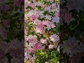 Pink Azalea, Kenwood House, Hampstead Heath, London, May 2026