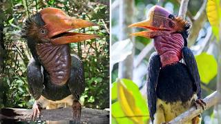 Helmeted Hornbill 🦅 That Headbutt Is INSANE!