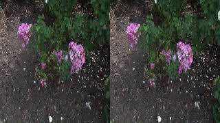 20140801 Royal National Rose Garden Part5 hsbs 3D