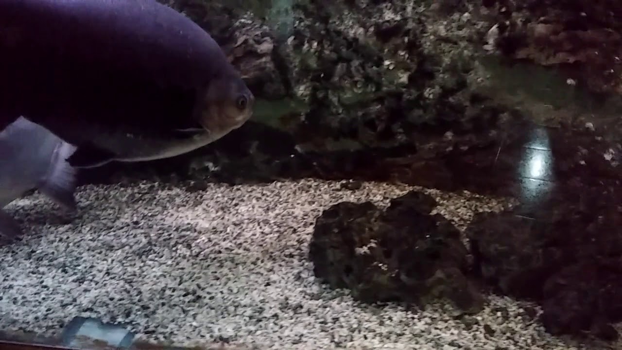 Пираньи- черные пираньи Паку - YouTube