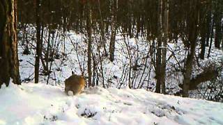 Hase Im Wald Aufgenommen.wmv