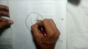 How to Draw Chlorella Diagram|Chlorella|Chlorella Labelled Diagram|Pencil Sketch