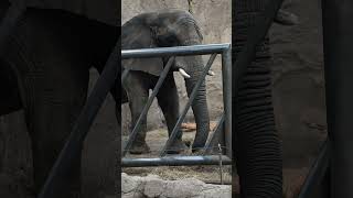 Zoo-Duisburg. Elefant. #zooduisburg #elefant