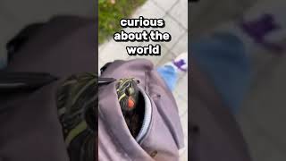 Turtle In A Backpack!