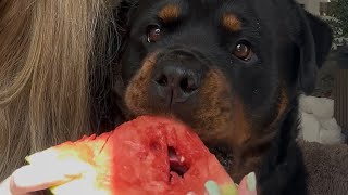 My Rottweiler’s First Time Eating Watermelon🍉😱