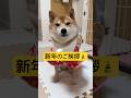 あけましておめでとうございます🎍2026年もよろしくお願いします！✨#柴犬 #豆柴 #shibainu #犬 #犬のいる暮らし #shorts
