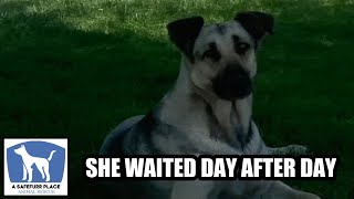 How Could Someone Abandon Such An Awesome Dog? She's So Happy Now! by A Safefurr Place Animal Rescue 126,463 views 2 years ago 7 minutes, 34 seconds