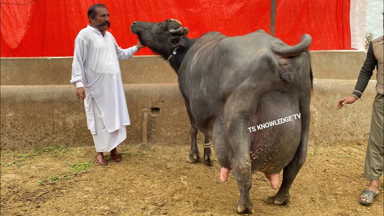 champion-buffaloes-of-pdfa-pak-buffalo-club-2023-youtube