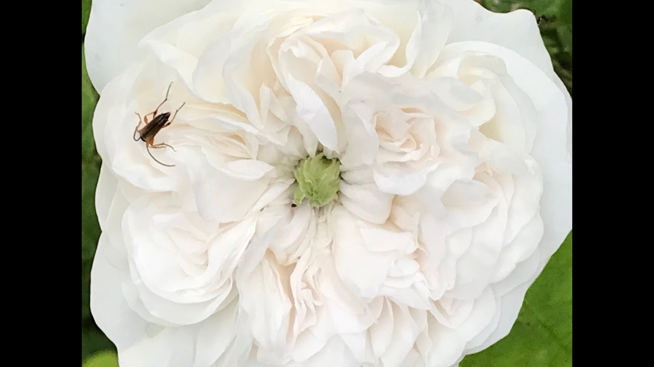 Rosier ancien de damas 'Rosa damascena Mme Hardy'  ou 'Rosier cent-feuilles Alba' Parfum d'orient