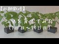 【水耕栽培】シソを育ててみた(改訂版) 1日目〜74日目