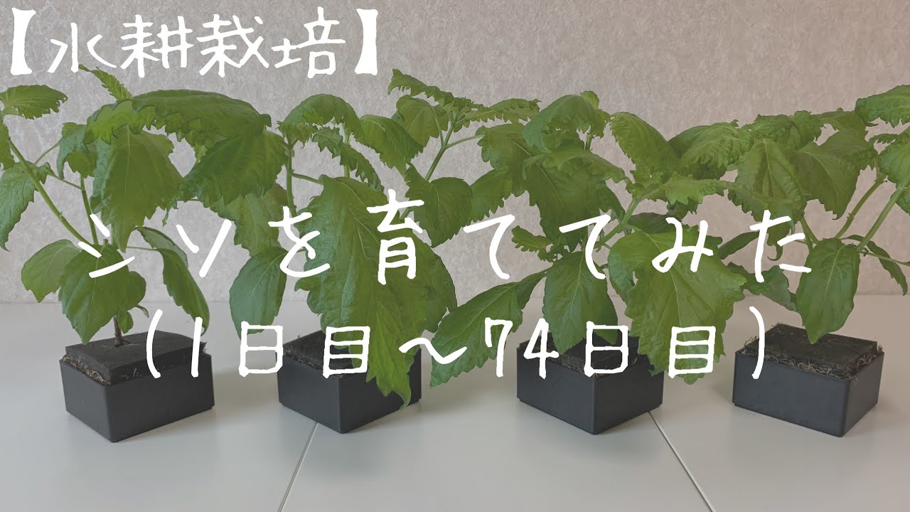 【水耕栽培】シソを育ててみた(改訂版) 1日目〜74日目