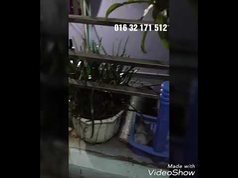Video cây ngải ăn gà - youtube