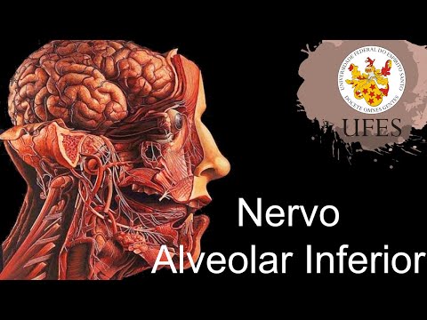 Nervo Alveolar Inferior - Por Leonardo Savtchen