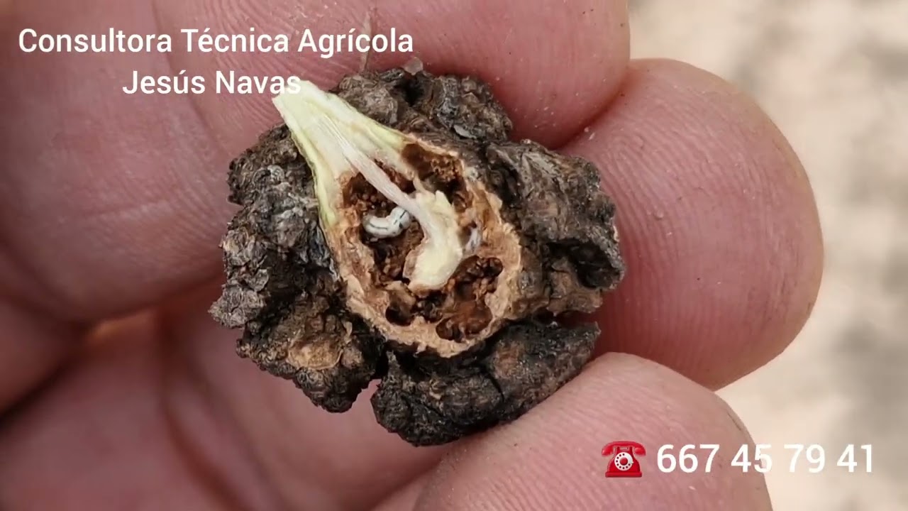 2 en 1. Tuberculosis & Euzophera