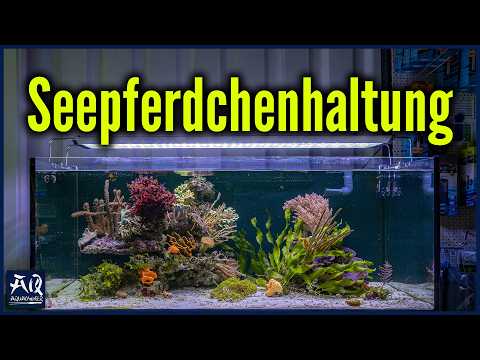 Sollte man Seepferdchen im Aquarium halten? | AquaOwner