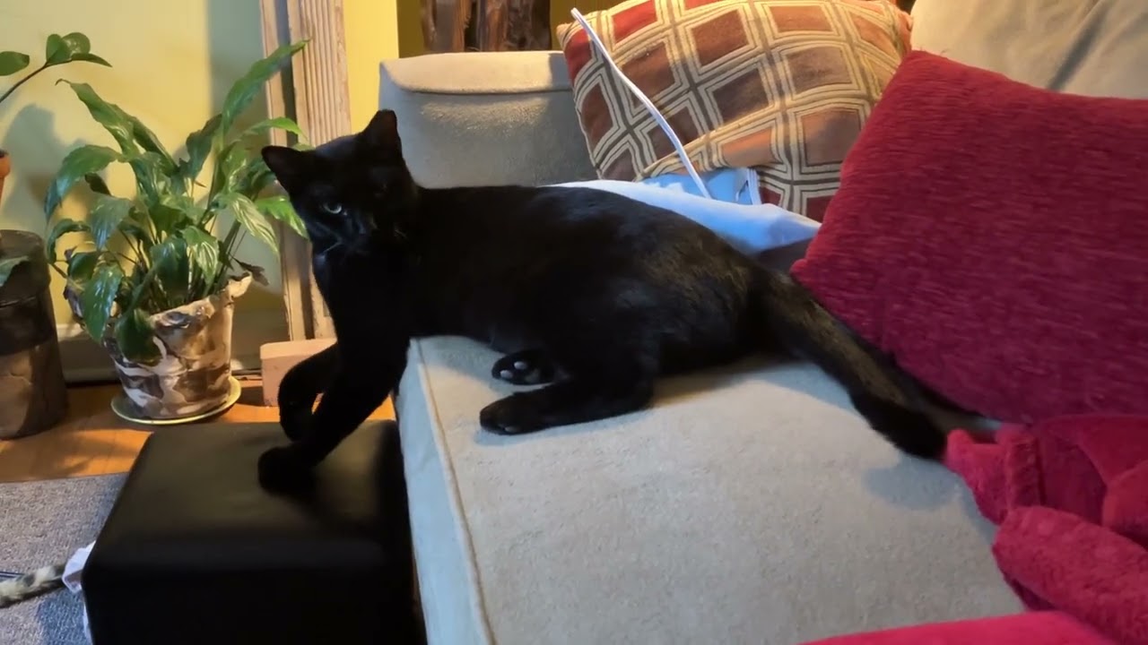 Sammy K.-S. - LIVE @ E. Passyunk Ave. area home, Phila., PA 1/17/26