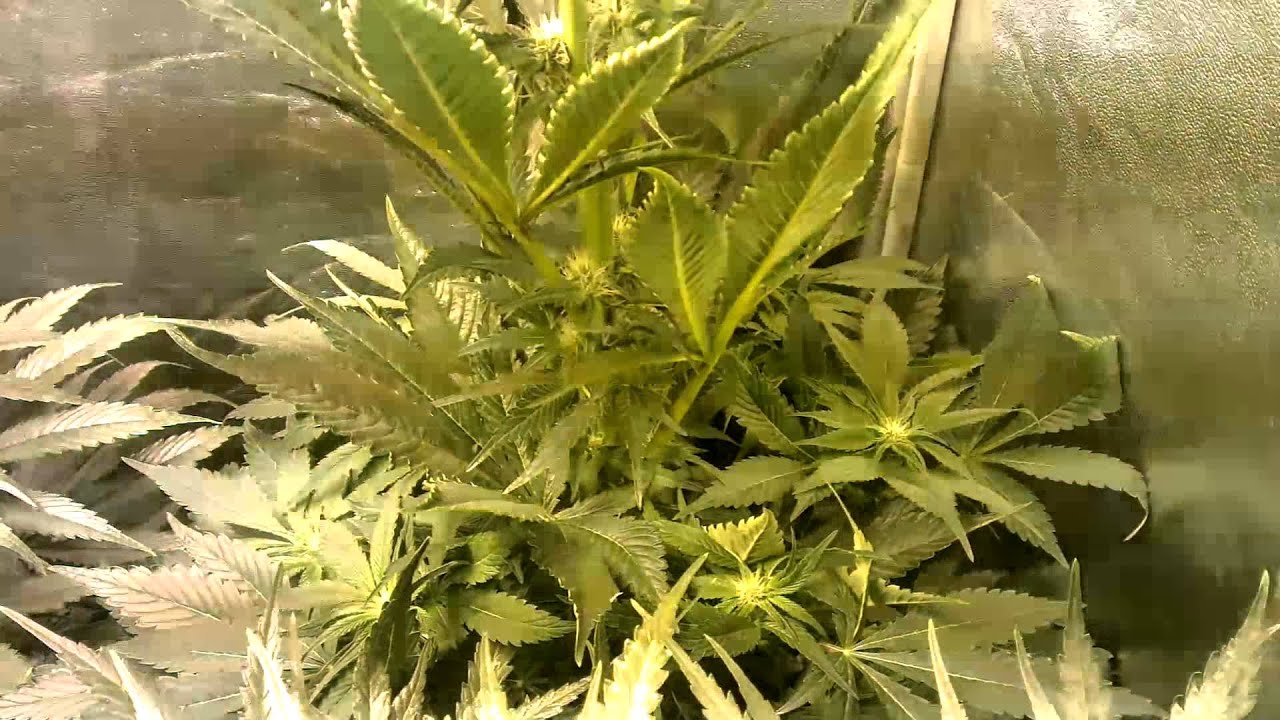 Canna grow update