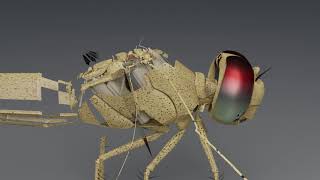 Dragonfly anatomy v.1