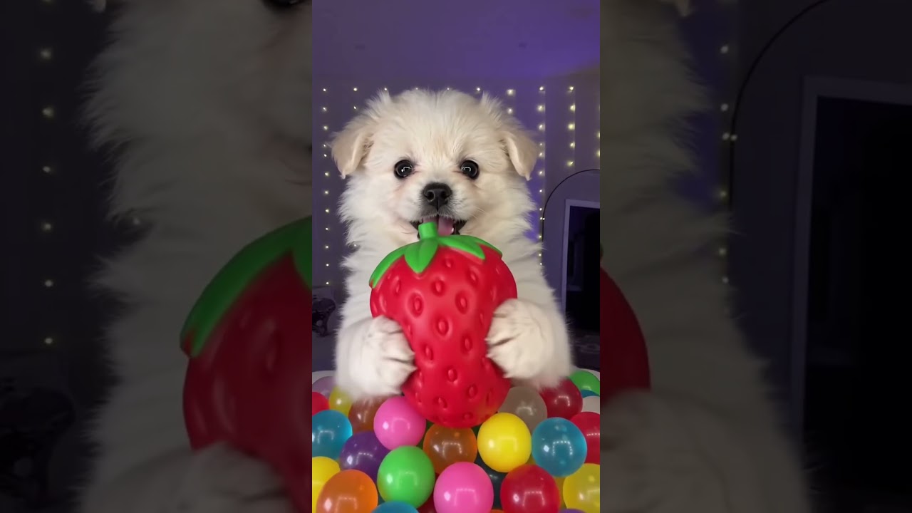 Squishy challenge and my dog is doing it #squishy ￼