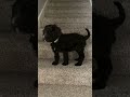 Up the stairs...down the stairs #puppy #cute #doodle