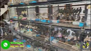 Viral kios burung di kampung murah banget !!! ready Ciblek - Trucuk - Glatik - Cendet dll