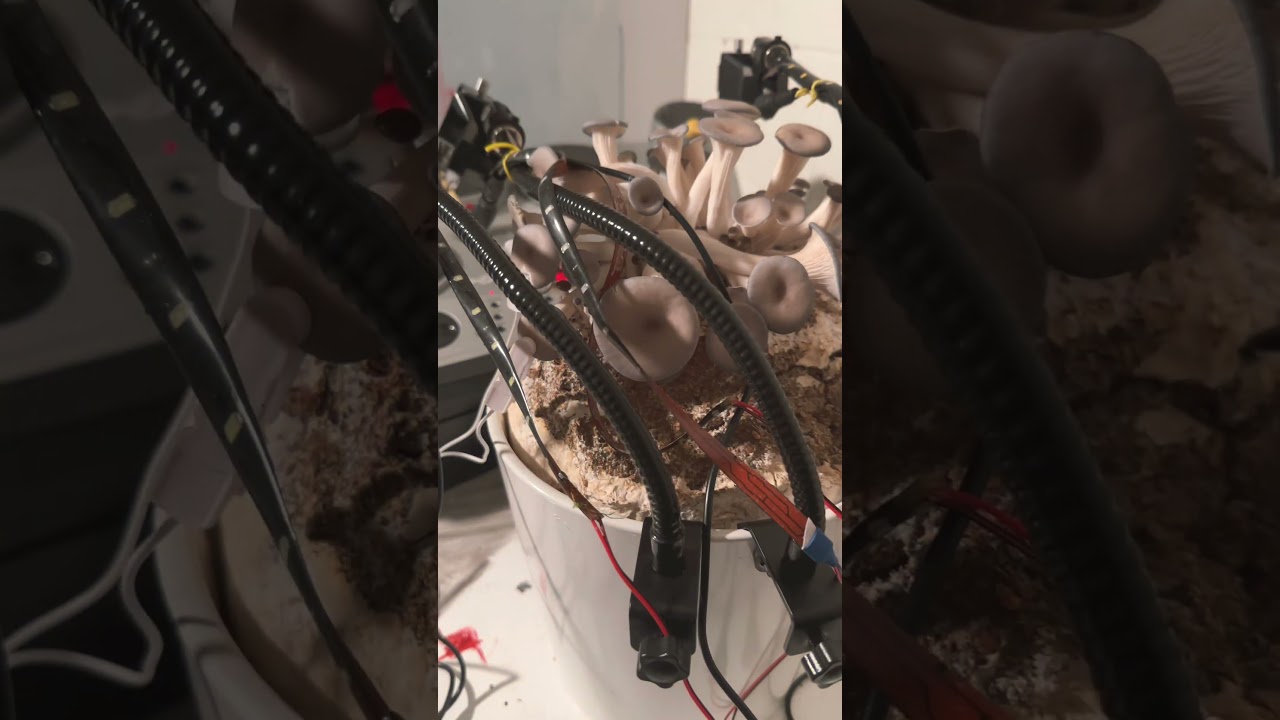 Shroom with Bionic Arms Making Ambient Music 