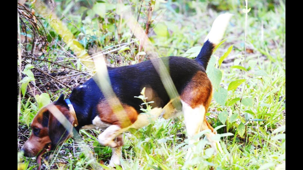 Benson's Kennel Summer Running 09.21.14 YouTube