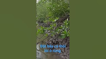 đặt cá thòi lòi ở rừng ngập mặn