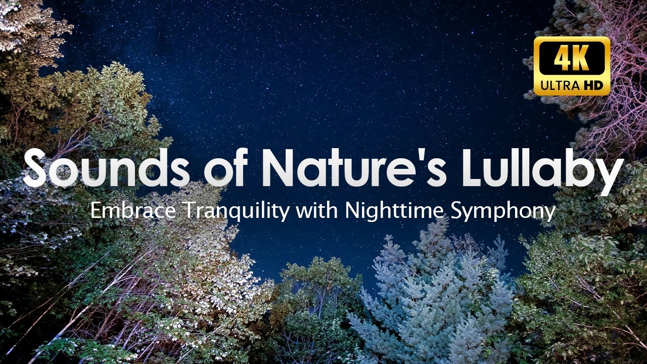 Embrace Tranquility with Nighttime Symphony | 4K UHD