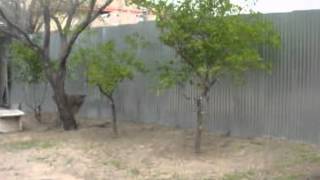 $550 1BR House for Rent in TUCSON 85719