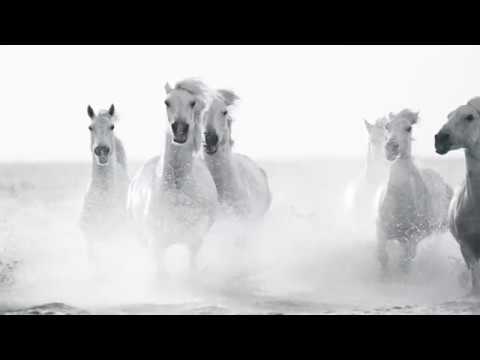 Fieracavalli - Commercial 2018 IT