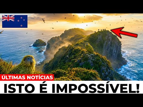 A Nova Zelândia encontrou 18 dessas aves restantes na Terra — o que veio depois foi impossível