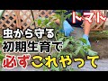 【トマト】虫から守るため、初期段階で必ずこの作業してください【無農薬】