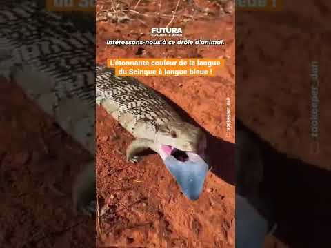 Le Scinque à langue bleue, un lézard à la langue ultraviolette !